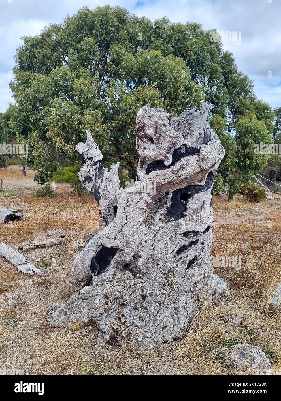 Unusual wooden stump from an old tree that looks like a sculpture, art in nature  Stock Photo