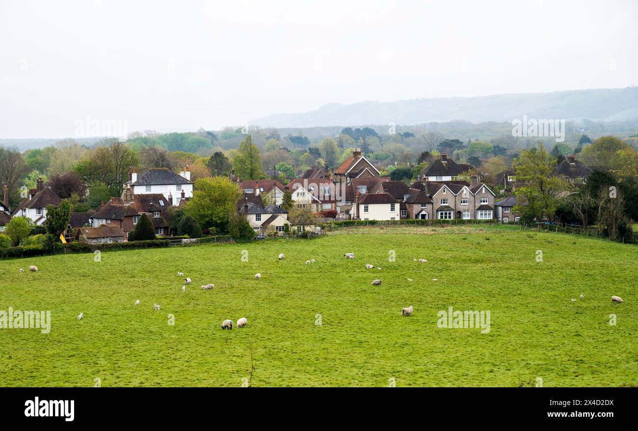 Ditchling Village Sussex UK - View across filed with sheep and homes behind Stock Photo
