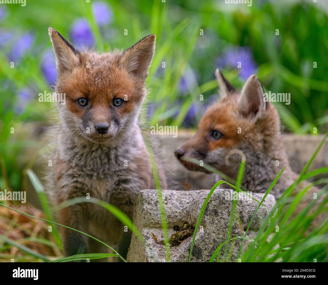 Foxcubs in Bluebells Stock Photo