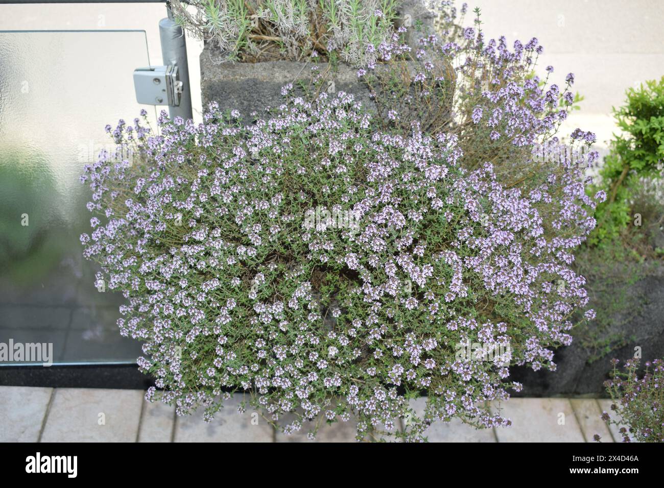 purple blooming thyme bush Stock Photo Alamy