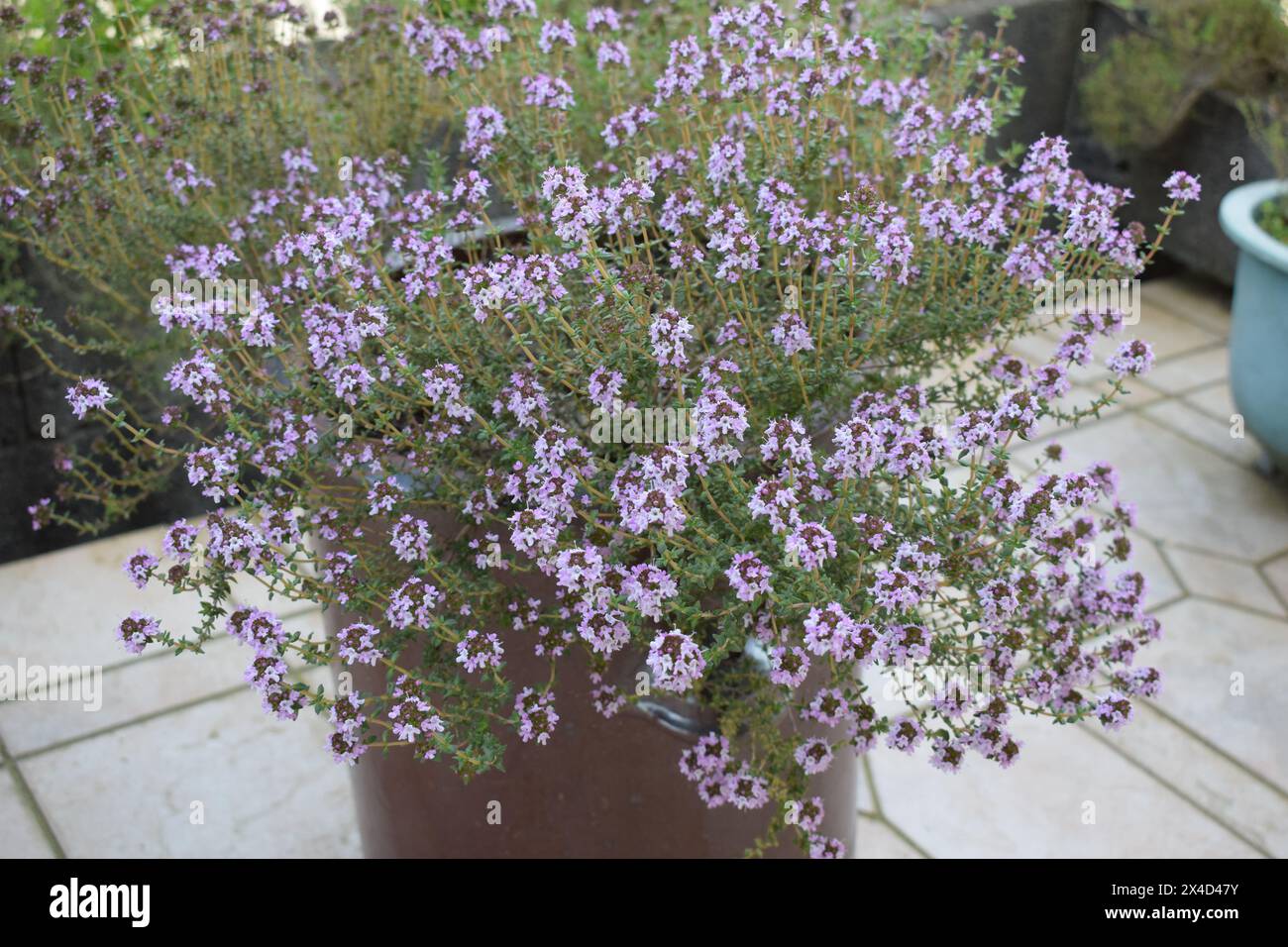 purple blooming thyme bush Stock Photo Alamy