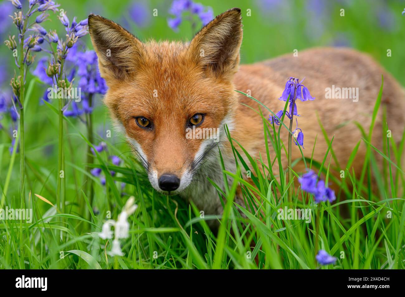 Fox among flowers Stock Photo