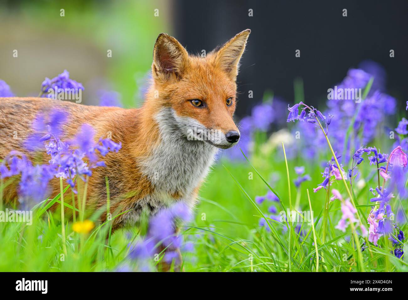 Fox stood in flowers Stock Photo