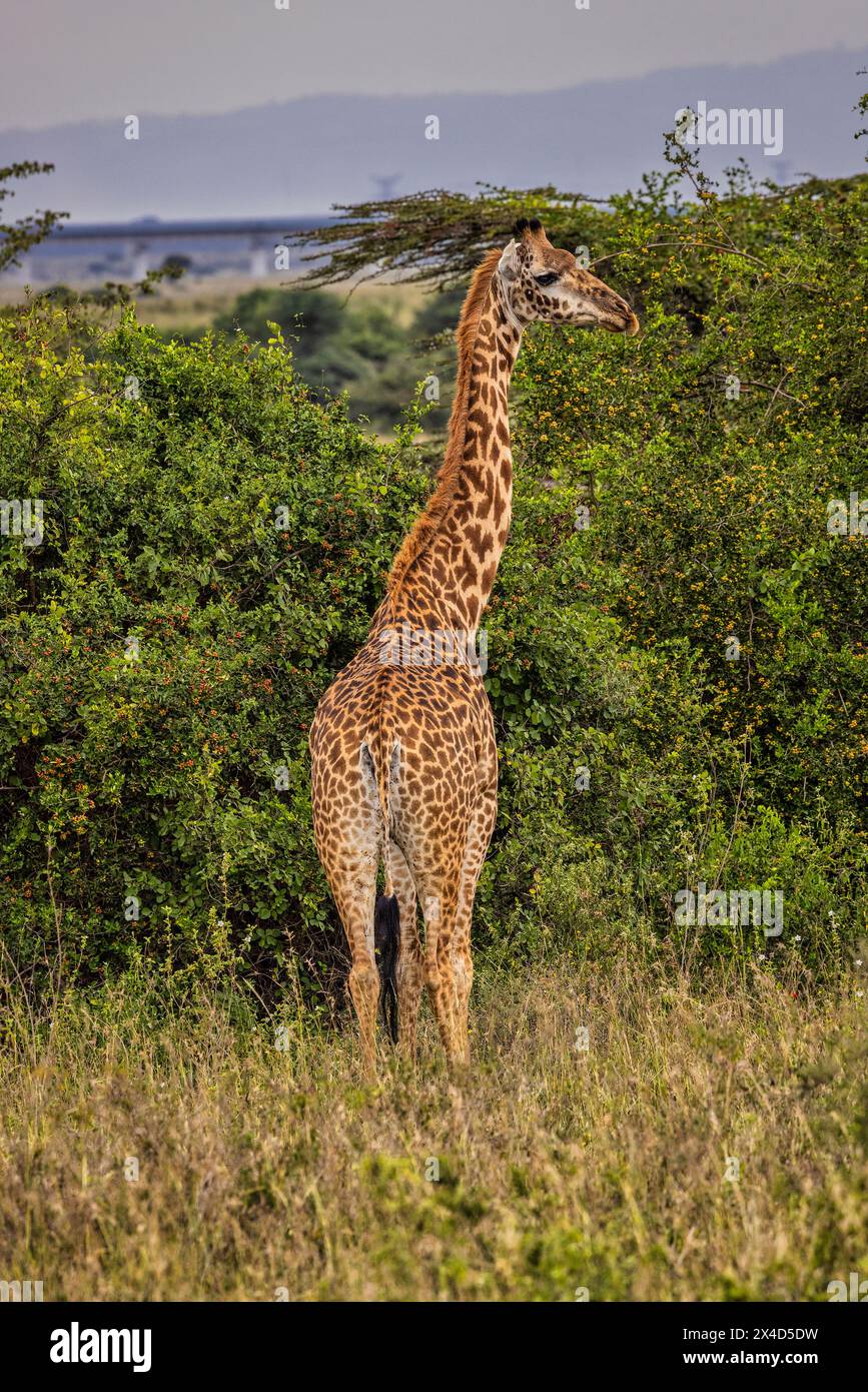 Giraffe, Nairobi National Park, Africa Stock Photo