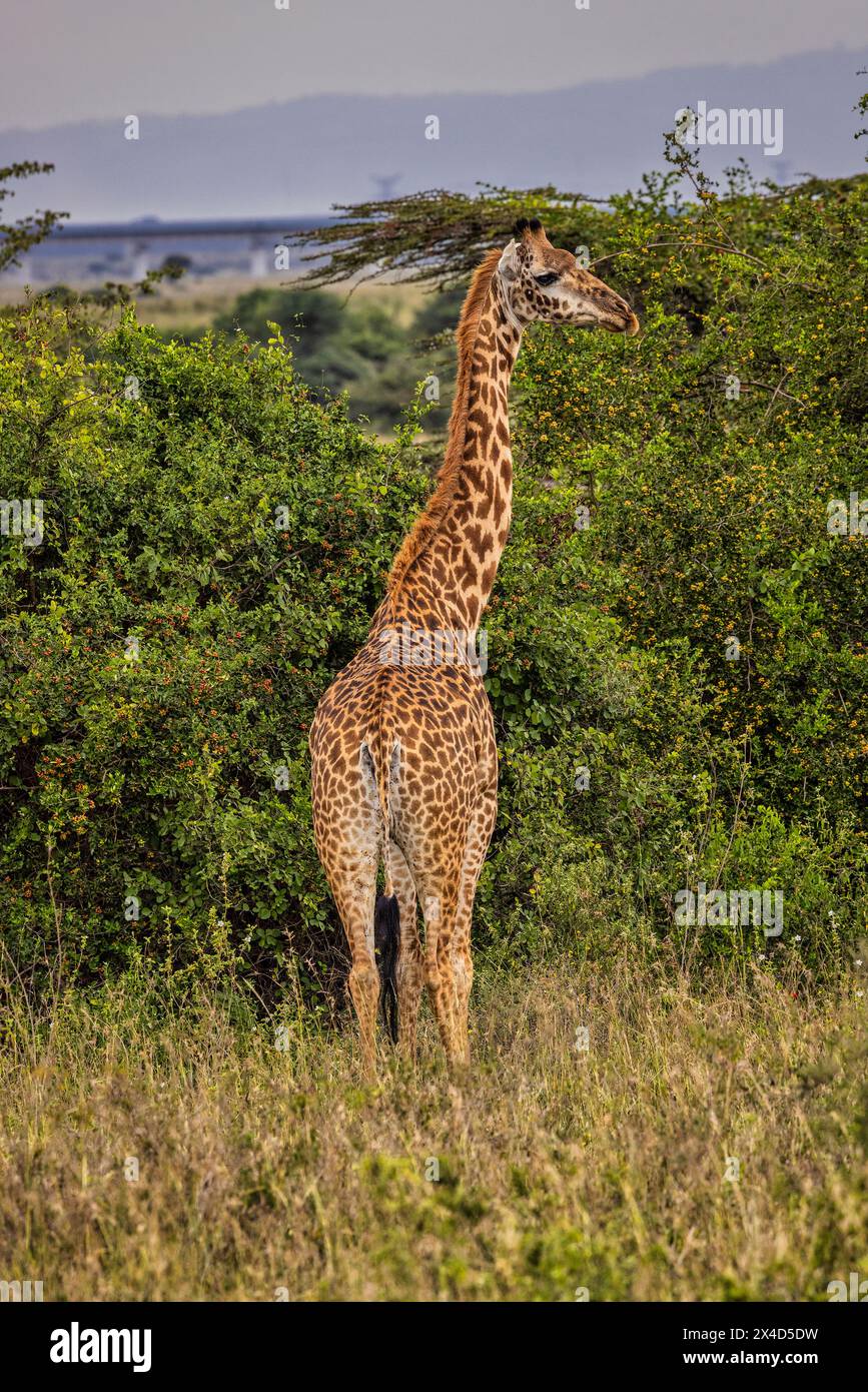 Nairobi preserve hi-res stock photography and images - Alamy