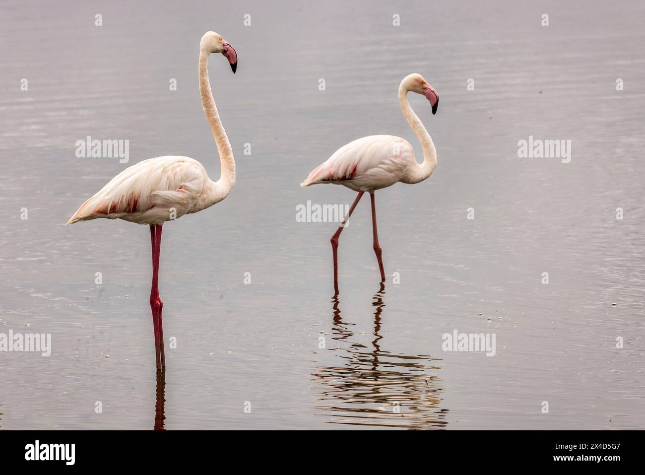 Flamingos, Amboseli National Park, Africa Stock Photo