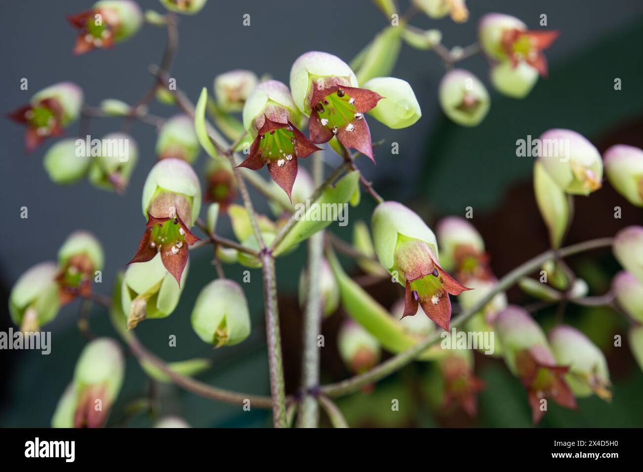 ant's-eye view of cathedral bells flowers. (Bryophyllum pinnatum). A Succulent Plant Species of the Crassulaceae Family in the Order Saxifragales. dar Stock Photo