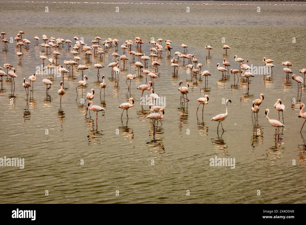 Flamingos, Amboseli National Park, Africa Stock Photo