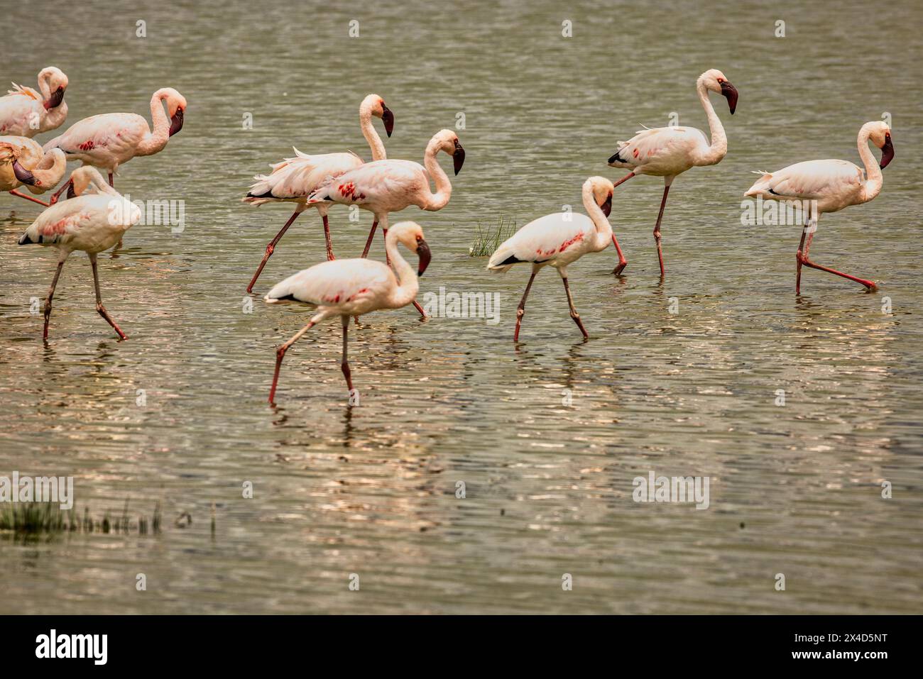 Flamingos, Amboseli National Park, Africa Stock Photo