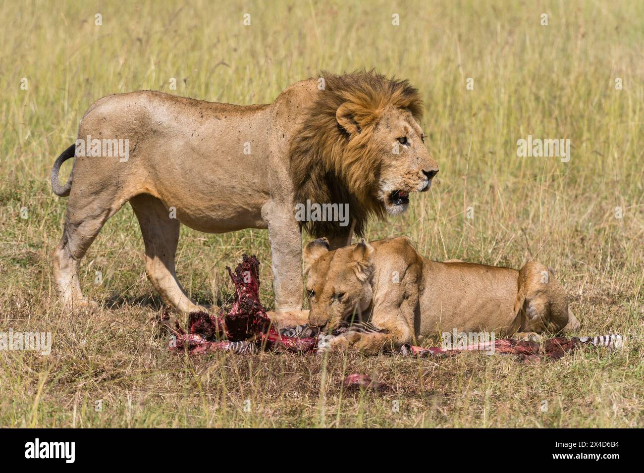 Lions, Panthera leo, feeding on a zebra. Masai Mara National Reserve, Kenya, Africa. Stock Photo