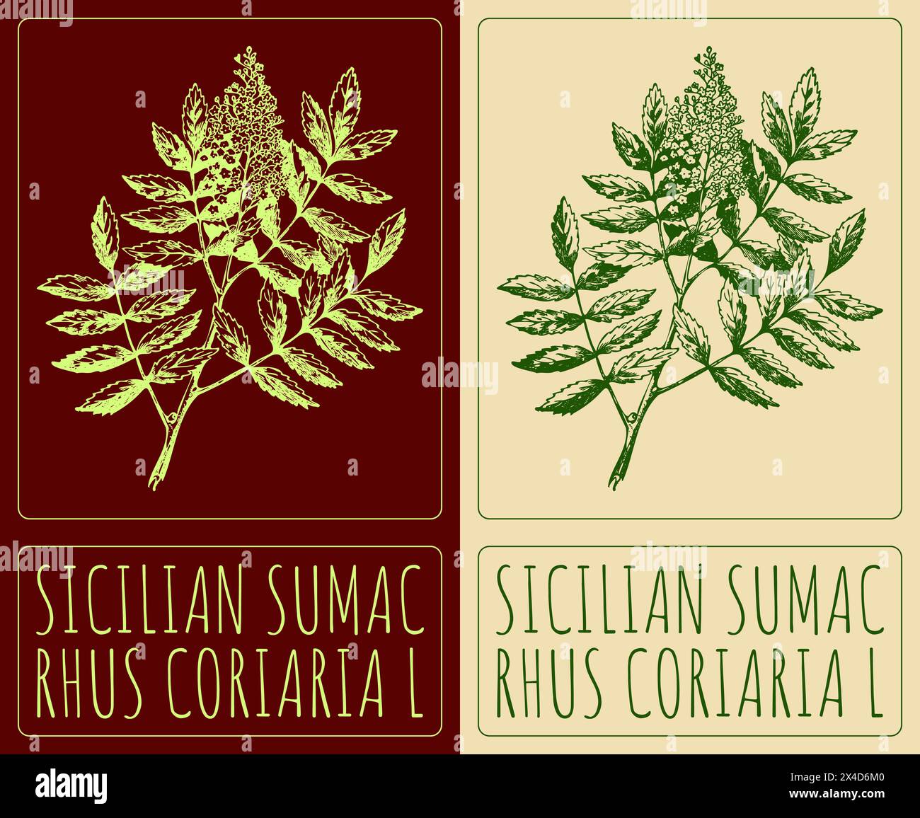 Vector drawing SICILIAN SUMAC. Hand drawn illustration. The Latin name is RHUS CORIARIA L. Stock Vector