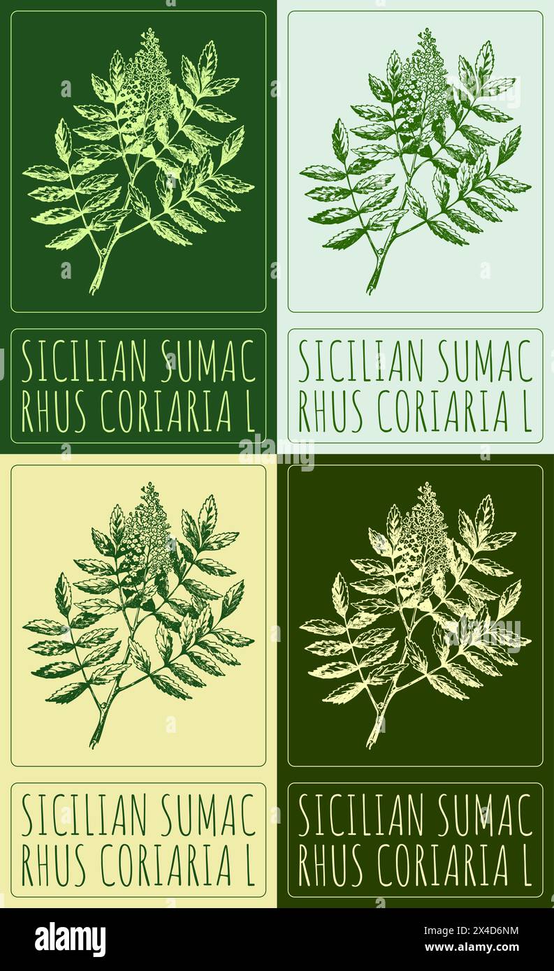 Set of vector drawing SICILIAN SUMAC in various colors. Hand drawn illustration. The Latin name is RHUS CORIARIA L. Stock Vector