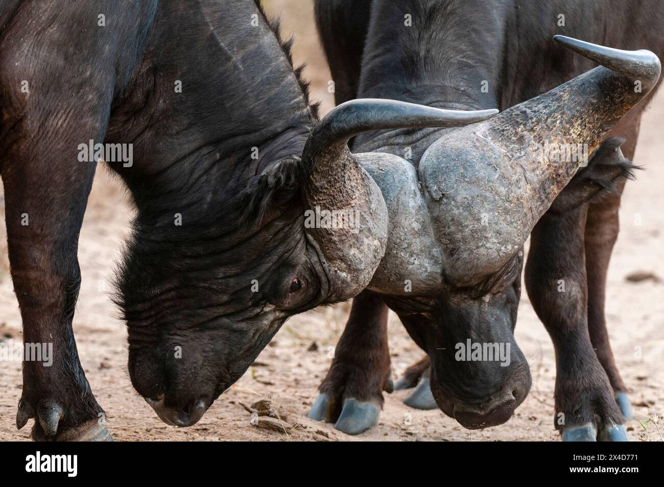 Two African buffalo, Syncerus caffer, sparring. Mala Mala Game Reserve, South Africa. Stock Photo