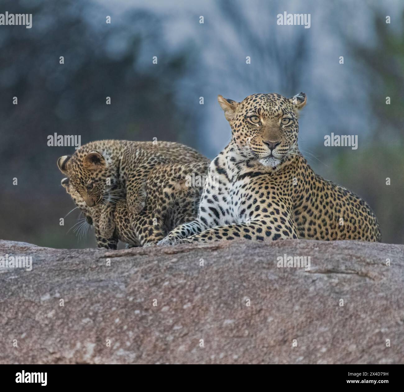Playful leopard hi-res stock photography and images - Alamy