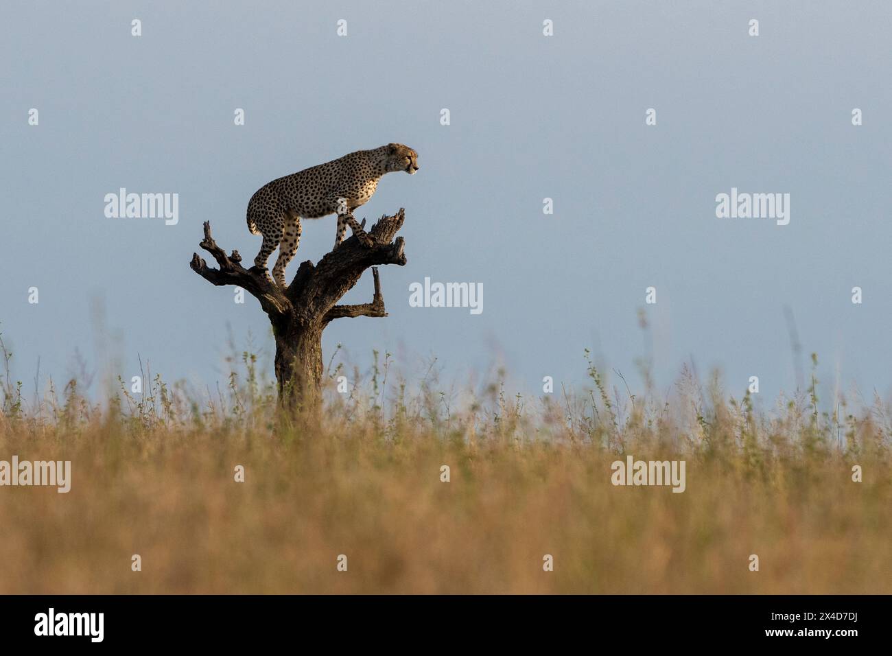 A cheetah, Acinonyx jubatus, surveys the savannah from a dead tree. Seronera, Serengeti National Park, Tanzania Stock Photo