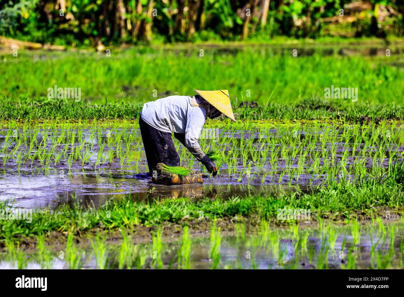 Rice fields throughout the island of Bali, Replanting after the harvest ...