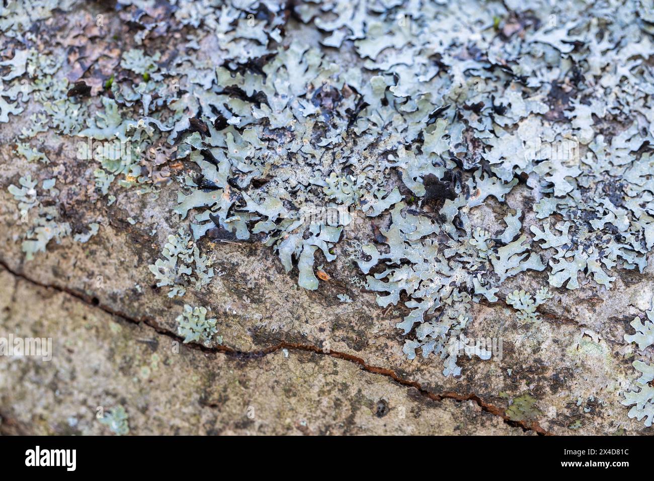 Parmelia lichen grow on an old tree trunk, macro photo of Parmeliaceae Stock Photo