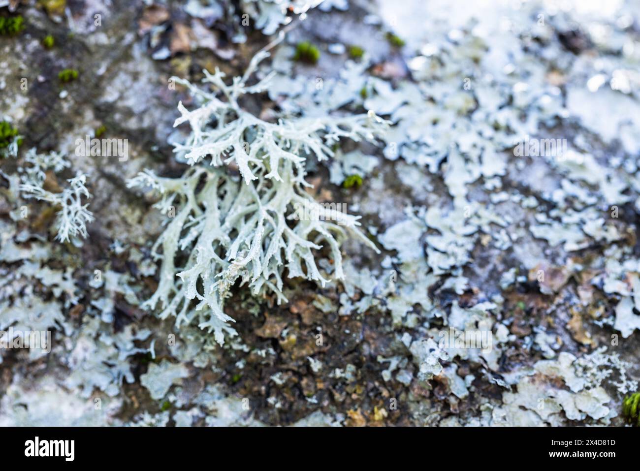 Gray lichen grow on an old tree trunk, macro photo of Parmeliaceae Stock Photo