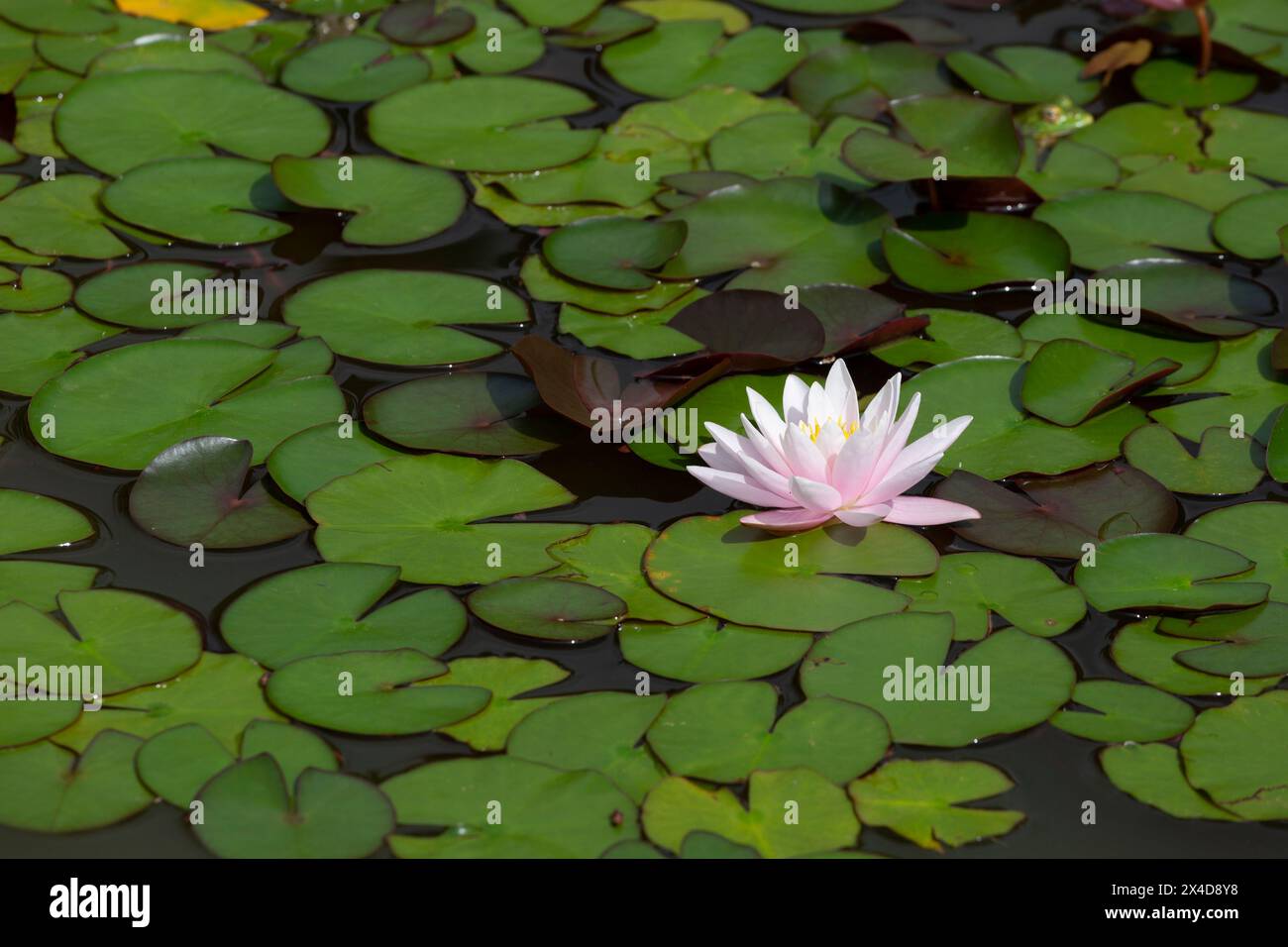 Pink water lily close up Stock Photo