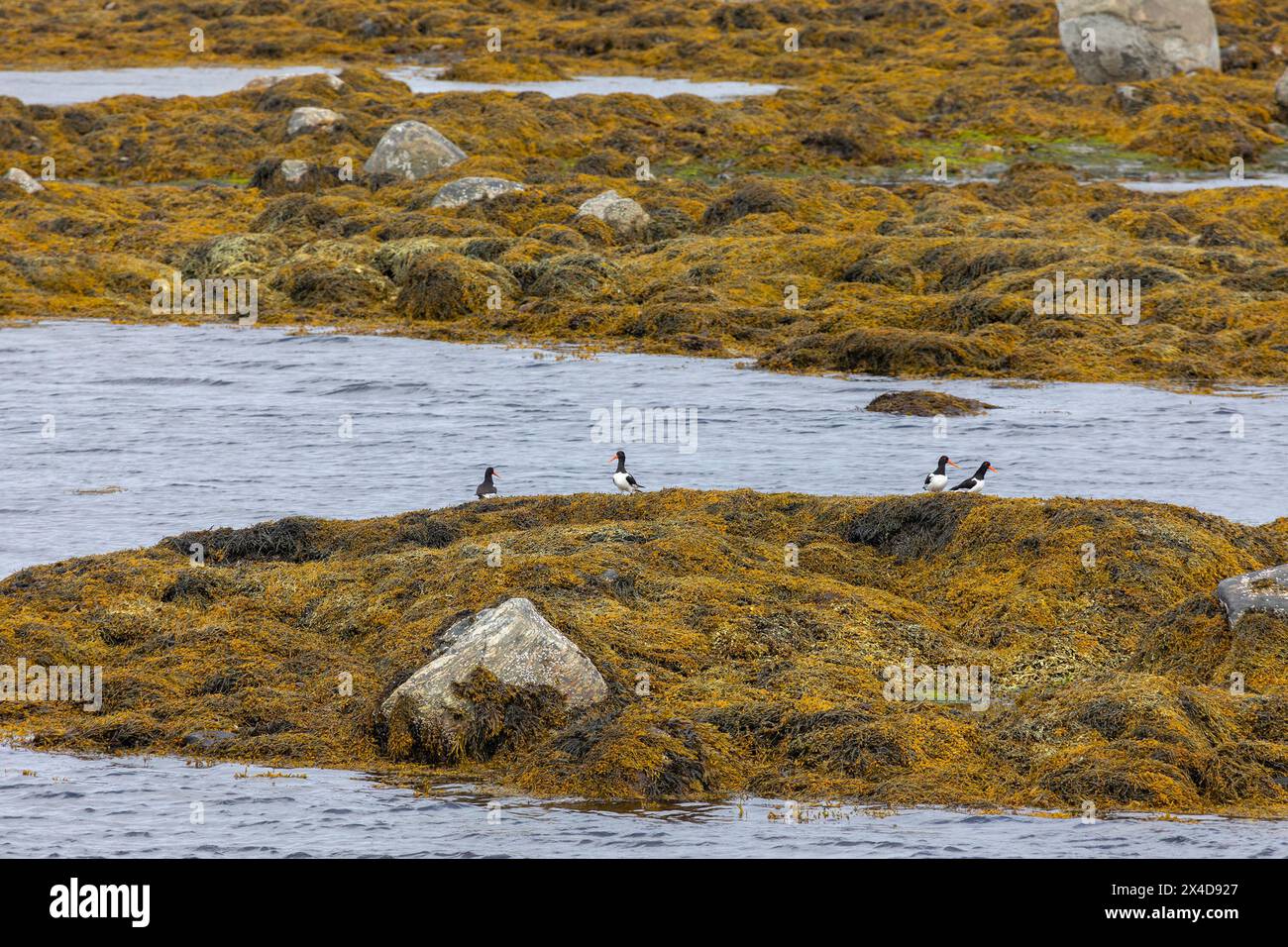 A flock of Eurasian oystercatchers among seaweed Stock Photo