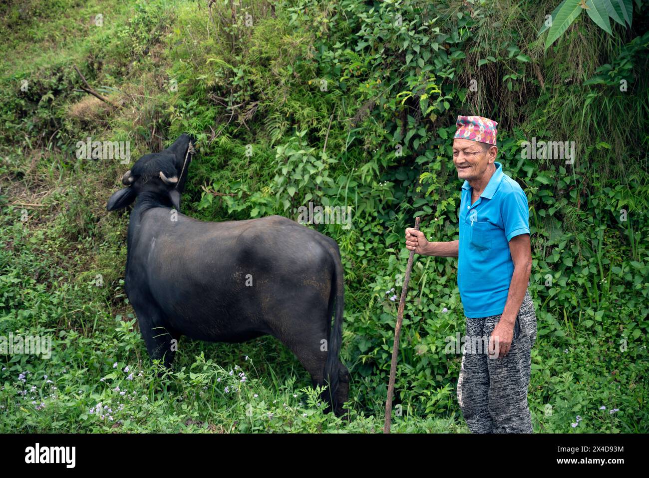 Asia, Nepal, Pokhara. Nepali farmer with water buffalo (Editorial Use Only) Stock Photo