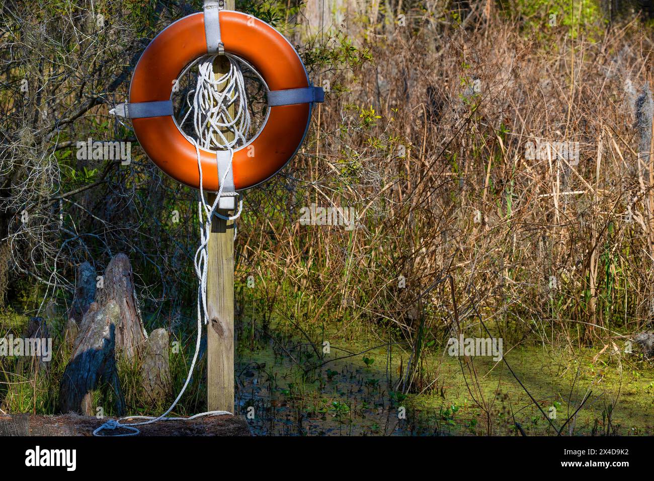 Swampy Rope Hanging swamp hi-res stock photography and images - Alamy