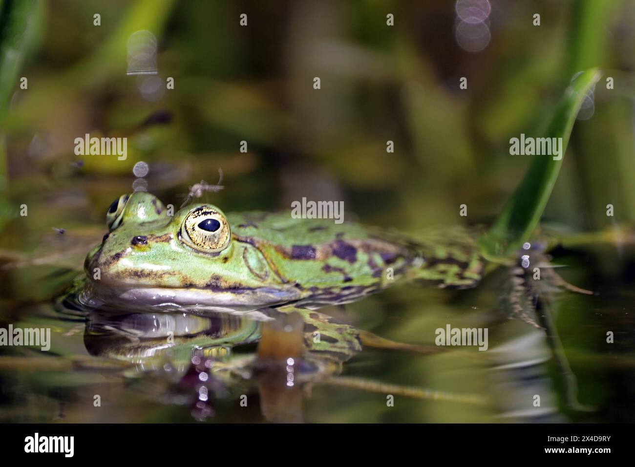 Streng geschützte Amphibien Der Wasserfrosch, auch Teichfrosch genannt, hält sich in einem Teich mit üppiger Vegetation auf und nimmt ein Sonnenbad *** Strictly protected amphibians The water frog, also known as the pond frog, can be found sunbathing in a pond with lush vegetation Stock Photo