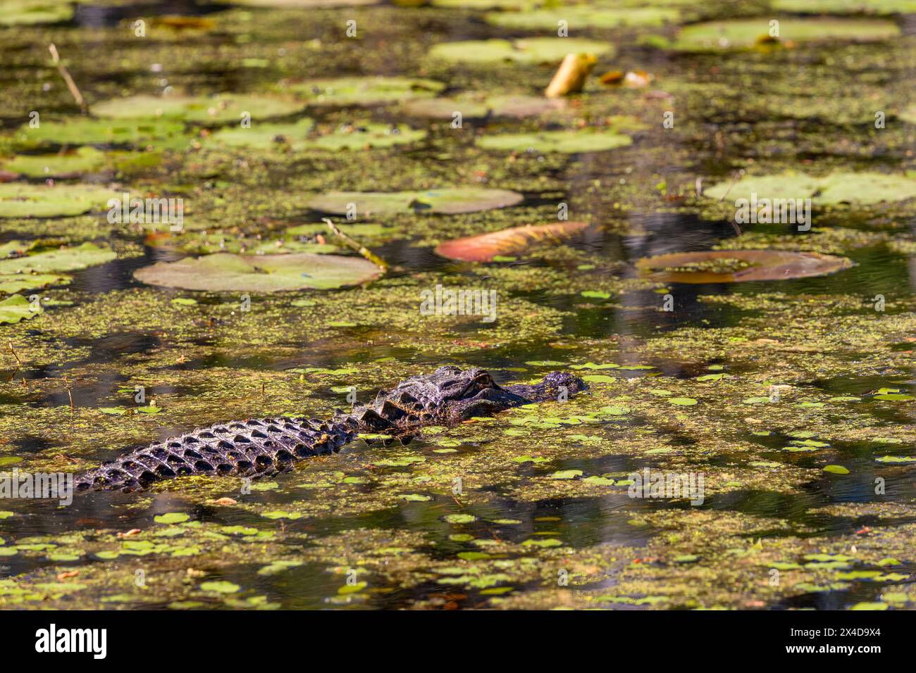 An alligator in the swamp water at the Cypress Gardens in Moncks Corner, South Carolina, USA Stock Photo