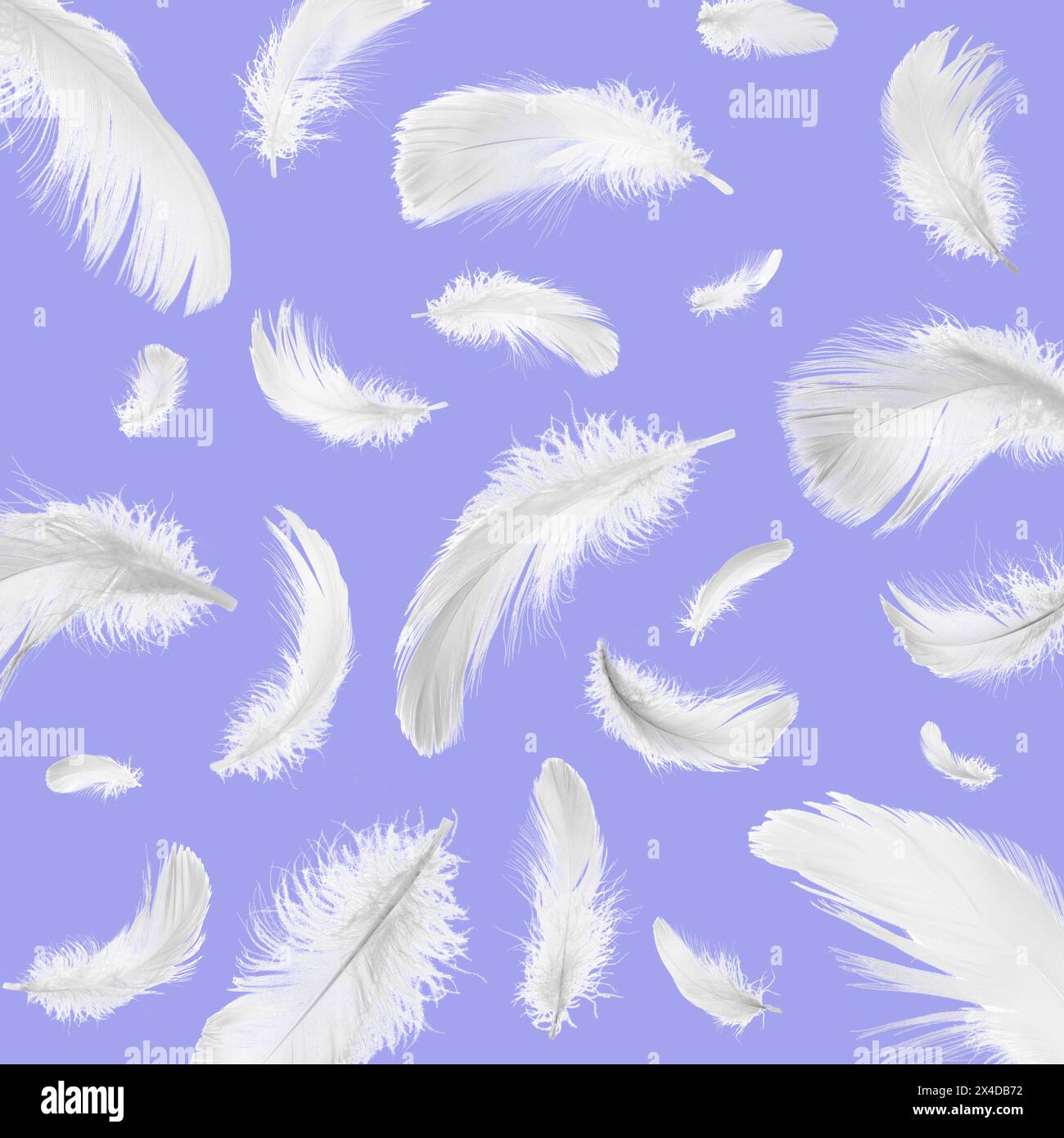 Fluffy bird feathers falling on violet blue background Stock Photo - Alamy