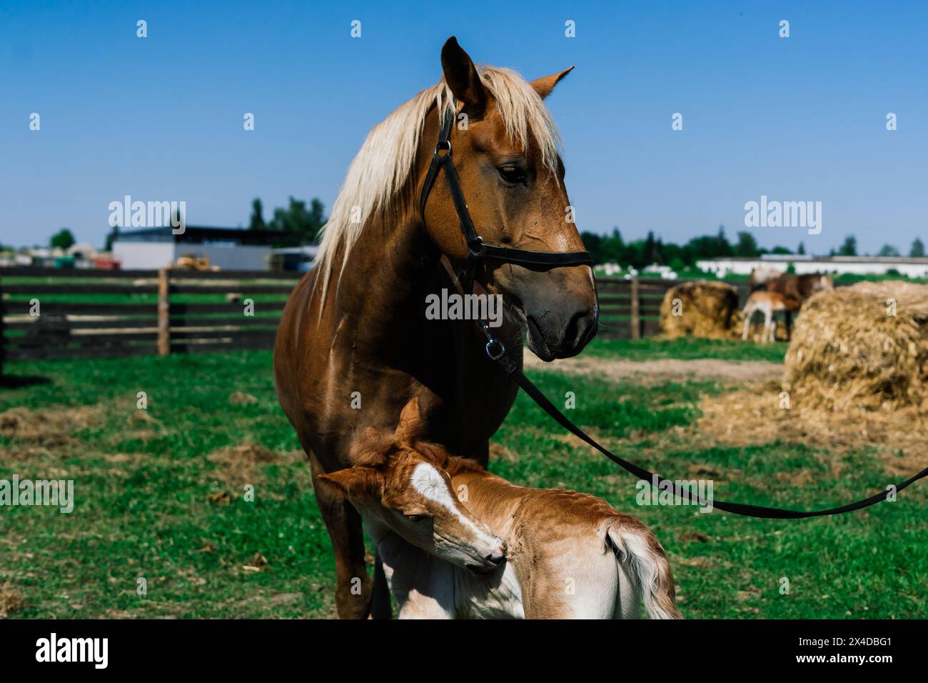 Brown Horse and Her Foal in a Green Field of Grass. Horizontal shot ...