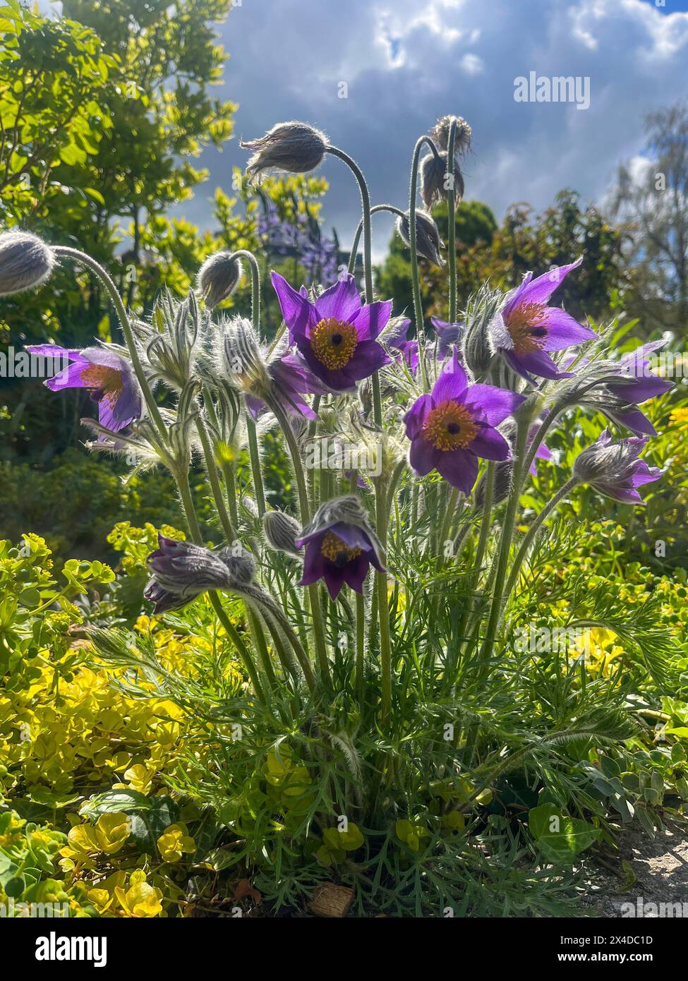 Annecy, Haute-Savoie, France: Pulsatilla vulgaris, pasqueflower, species of flowering plant of the buttercup family (Ranunculaceae), genus Anemone Stock Photo