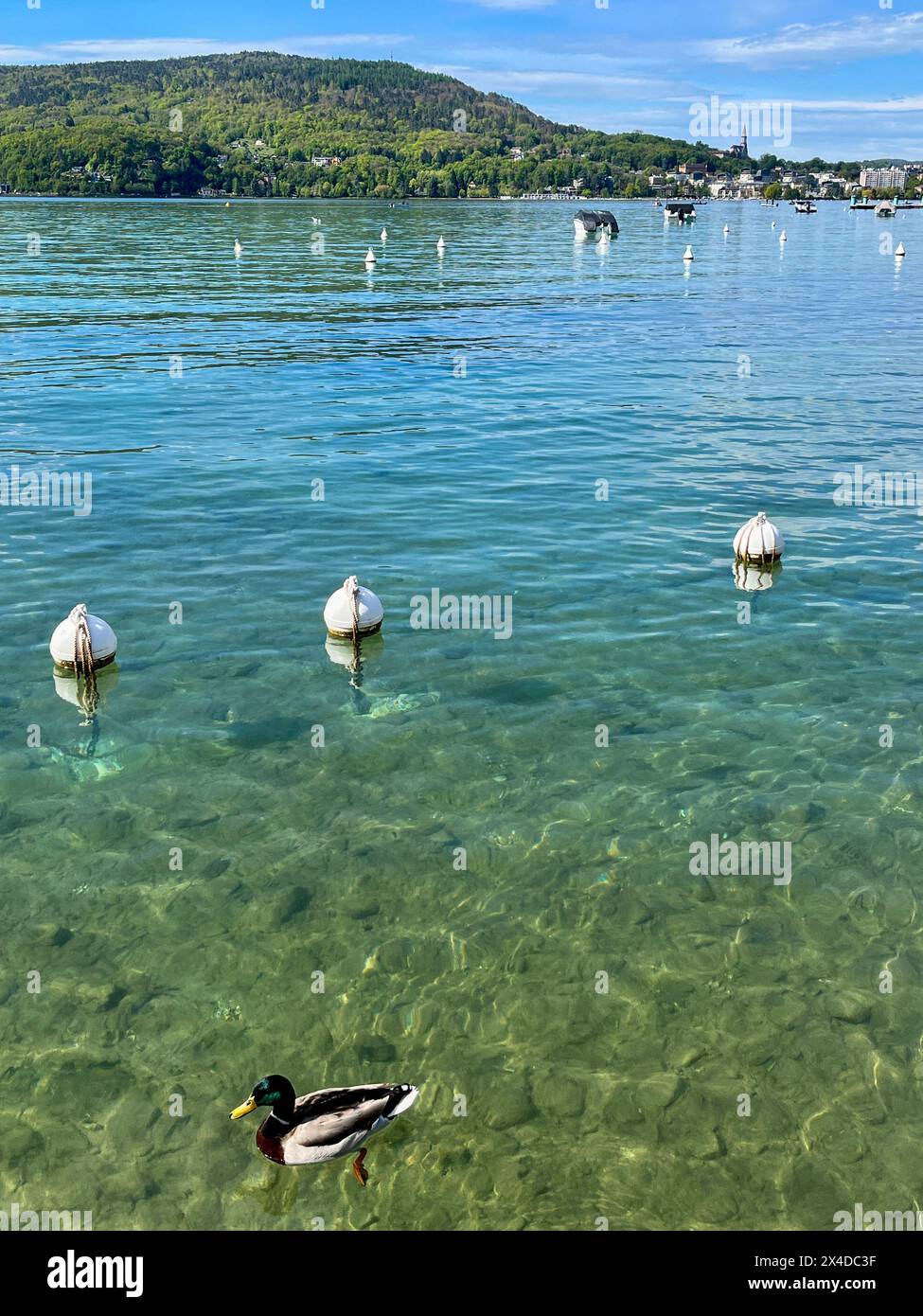 Haute-Savoie, France: a duck in the Annecy lake, known for being the cleanest in Europe due to strict environmental regulations in place since 1960s Stock Photo