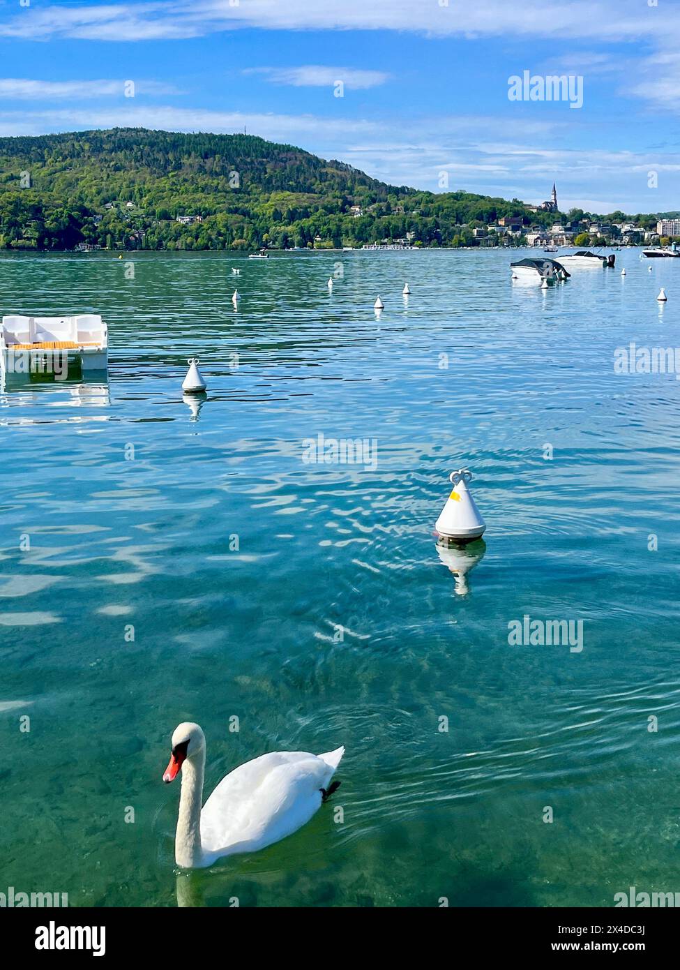 Haute-Savoie, France: a swan in the Annecy lake, known for being the cleanest in Europe due to strict environmental regulations in place since 1960s Stock Photo