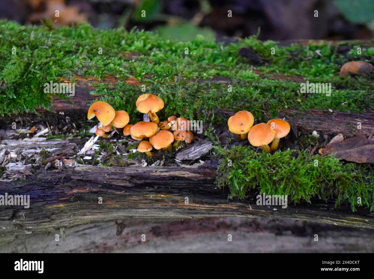 orange fungus growing on dead tree bark Stock Photo