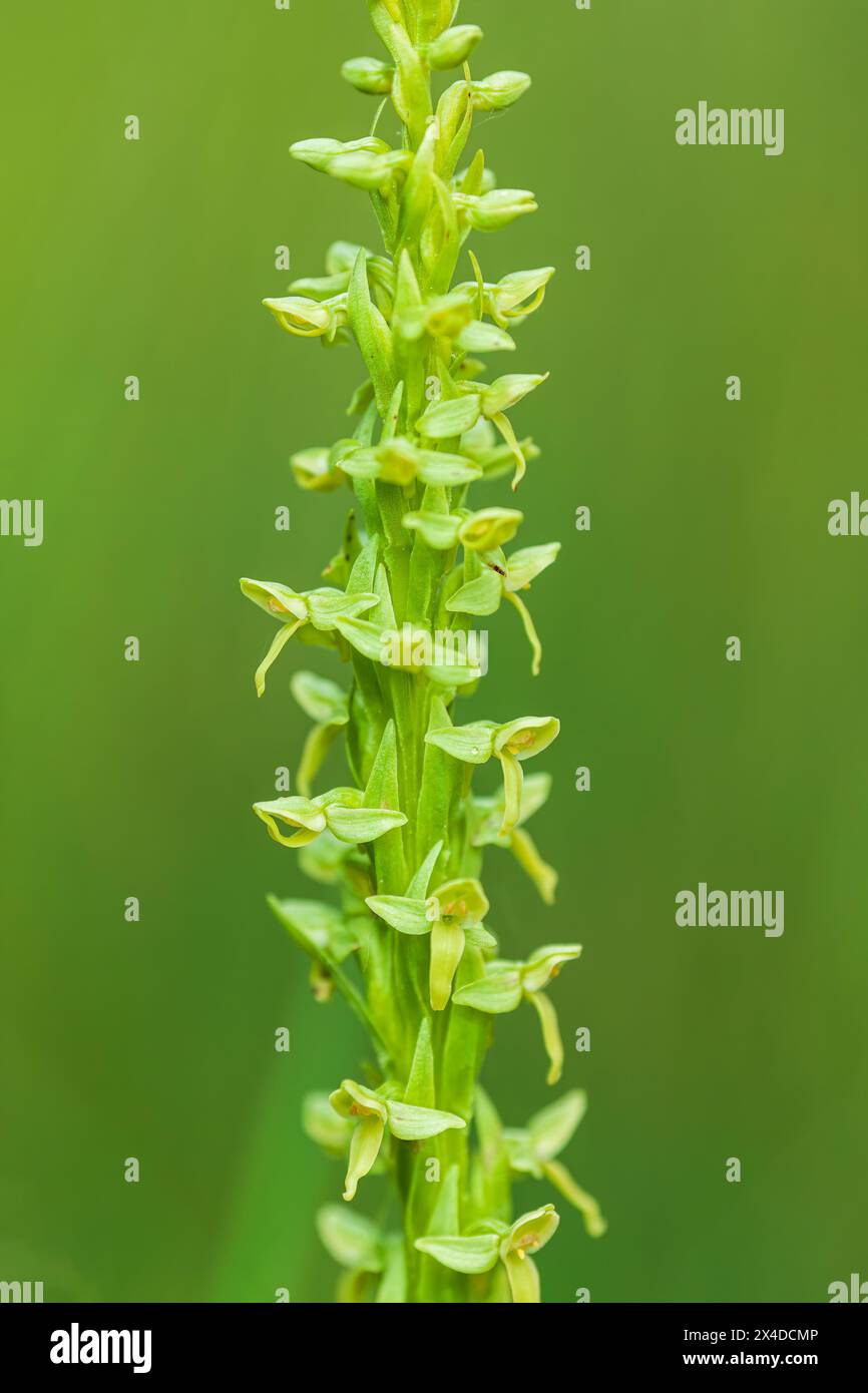 Canada, Alberta, Banff National Park. Northern green bog orchid flowers. Stock Photo