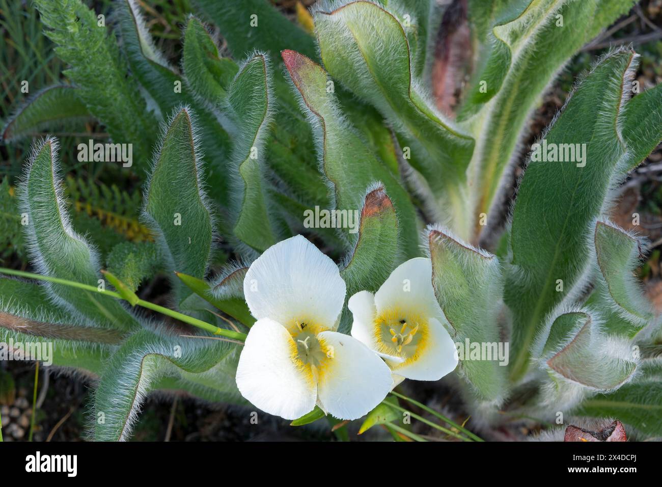 Canada, Alberta, Waterton Lakes National Park. Mariposa lily flowers and leaves. Stock Photo
