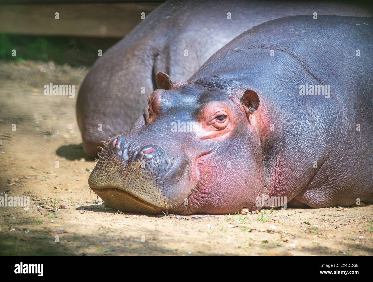 Hippo lying down hi-res stock photography and images - Alamy