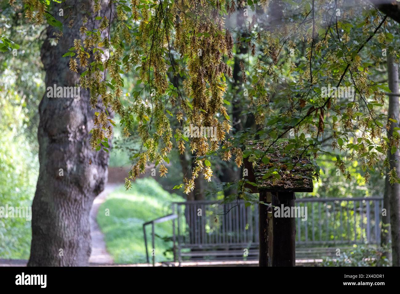 Deciduous tree in the park hi-res stock photography and images - Alamy