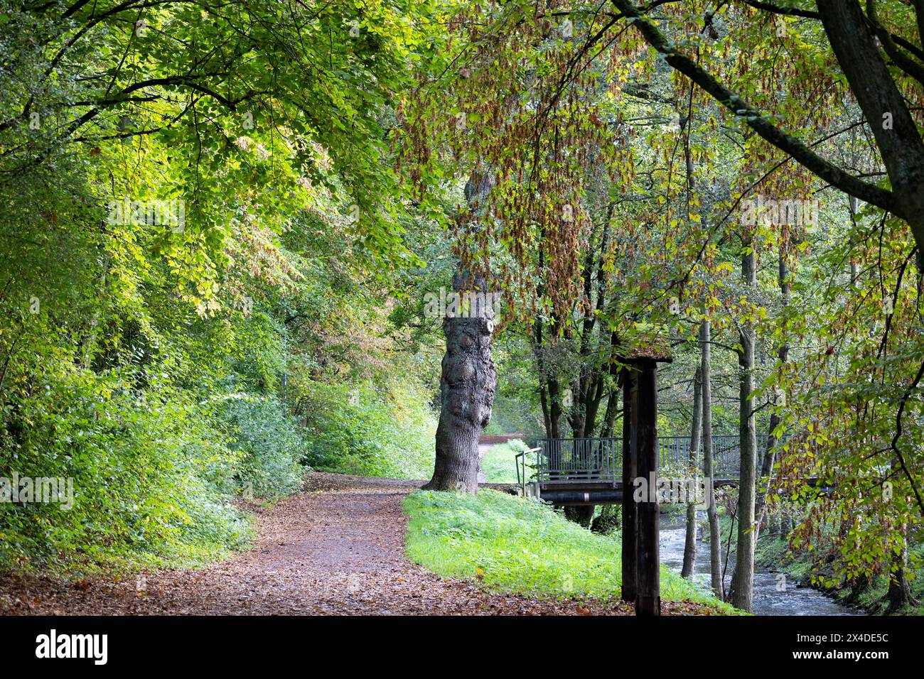 Walking trail in the park with trees and green leaves in autumn Stock Photo