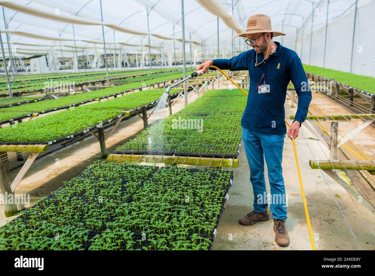 A Colombian agricultural technician waters flower seedlings in the nursery at a cut flower farm in Rionegro, Colombia, on March 15, 2024. Stock Photo