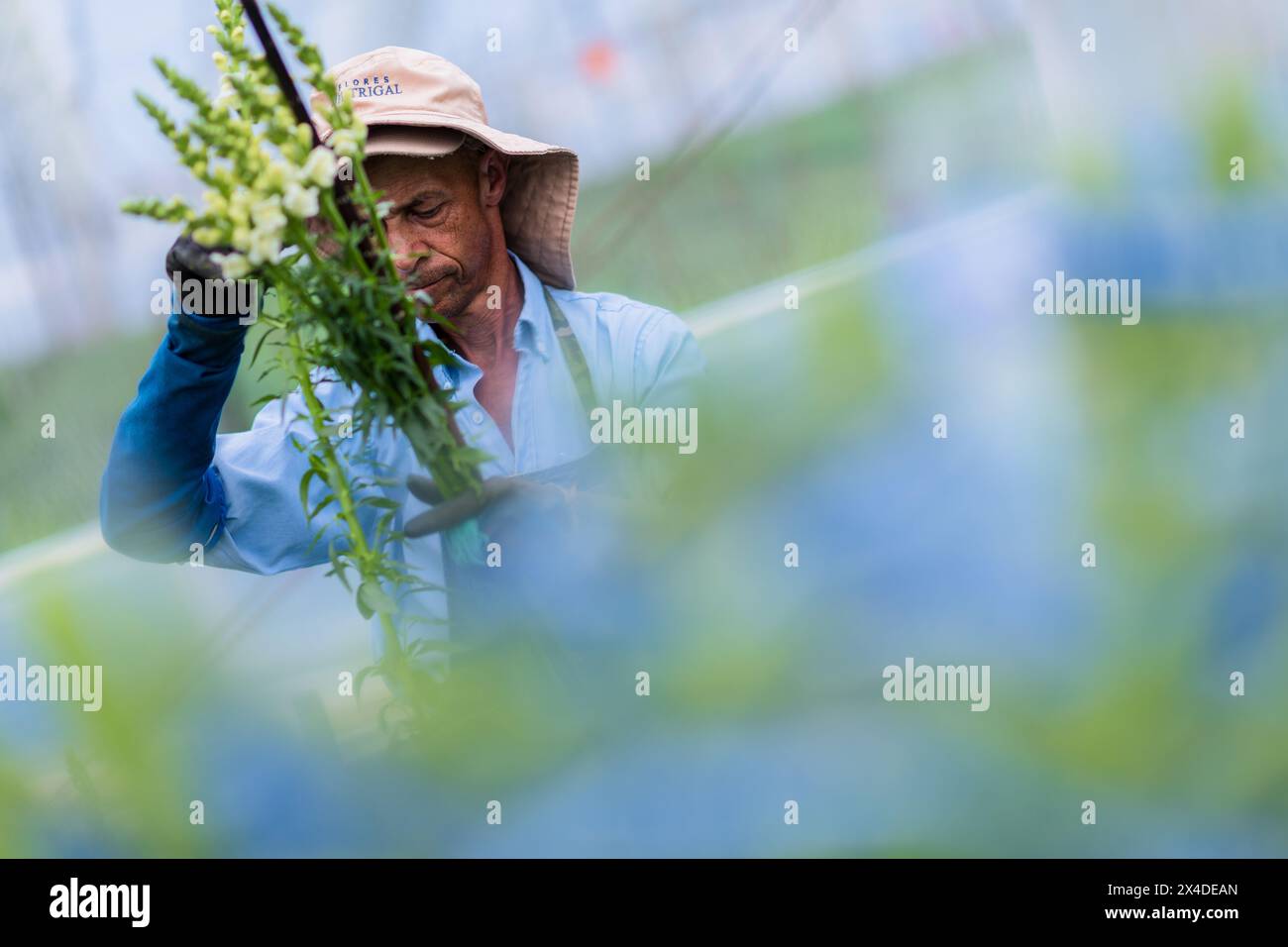 A Colombian farm worker measures the stem length of harvested snapdragon flowers at a cut flower farm in Rionegro, Colombia, on March 15, 2024. Stock Photo