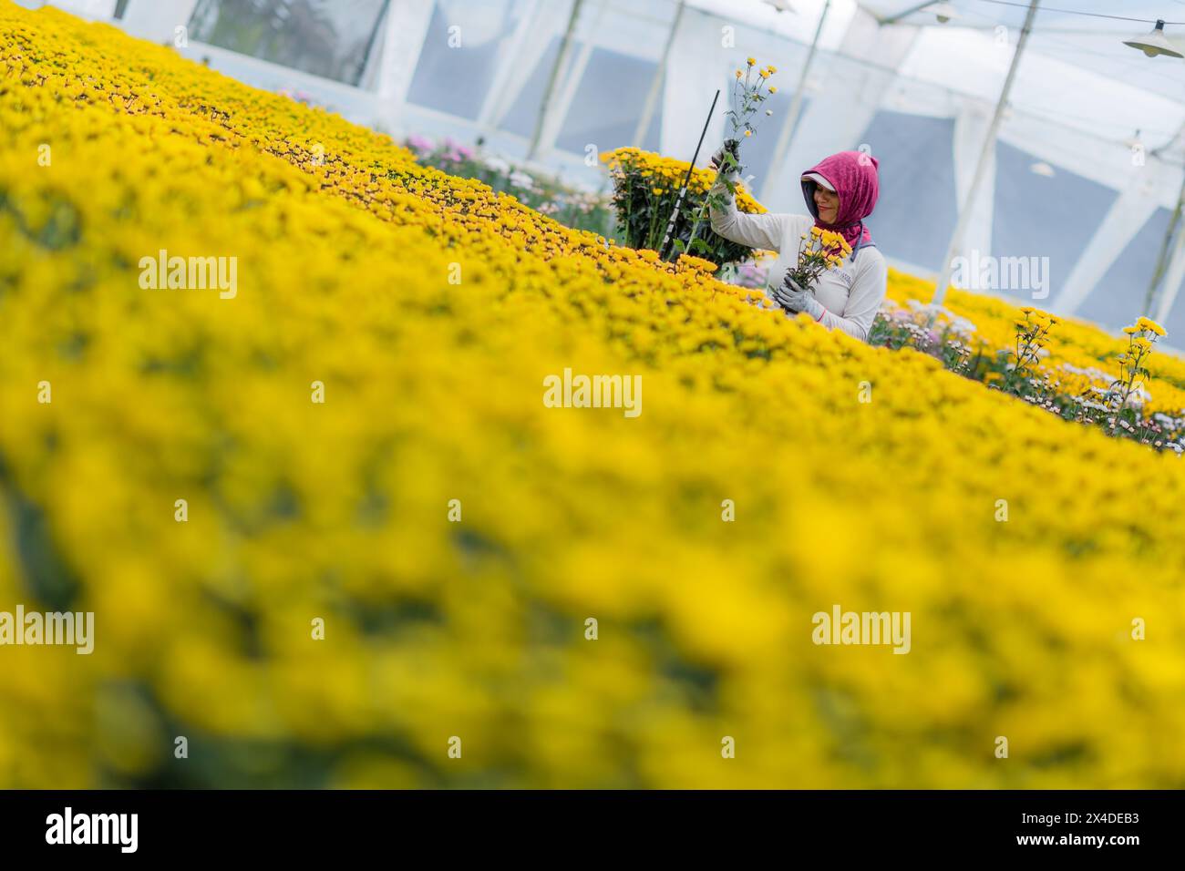 A Colombian farm worker picks up chrysanthemum flowers at a cut flower farm in Rionegro, Colombia, on March 15, 2024. Stock Photo