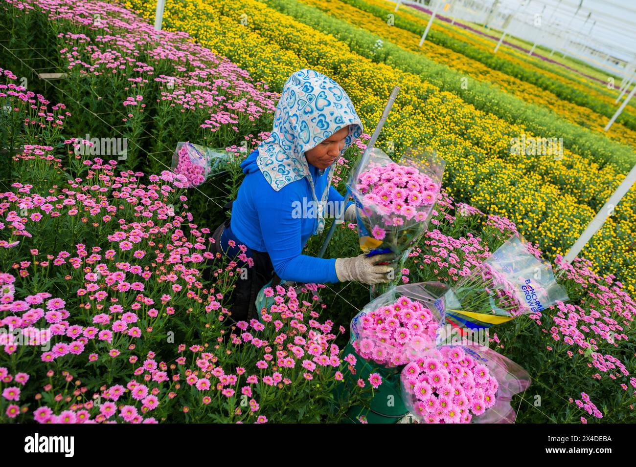 A Colombian farm worker carries bouquets of chrysanthemum flowers at a cut flower farm in Rionegro, Colombia, on March 16, 2024. Stock Photo