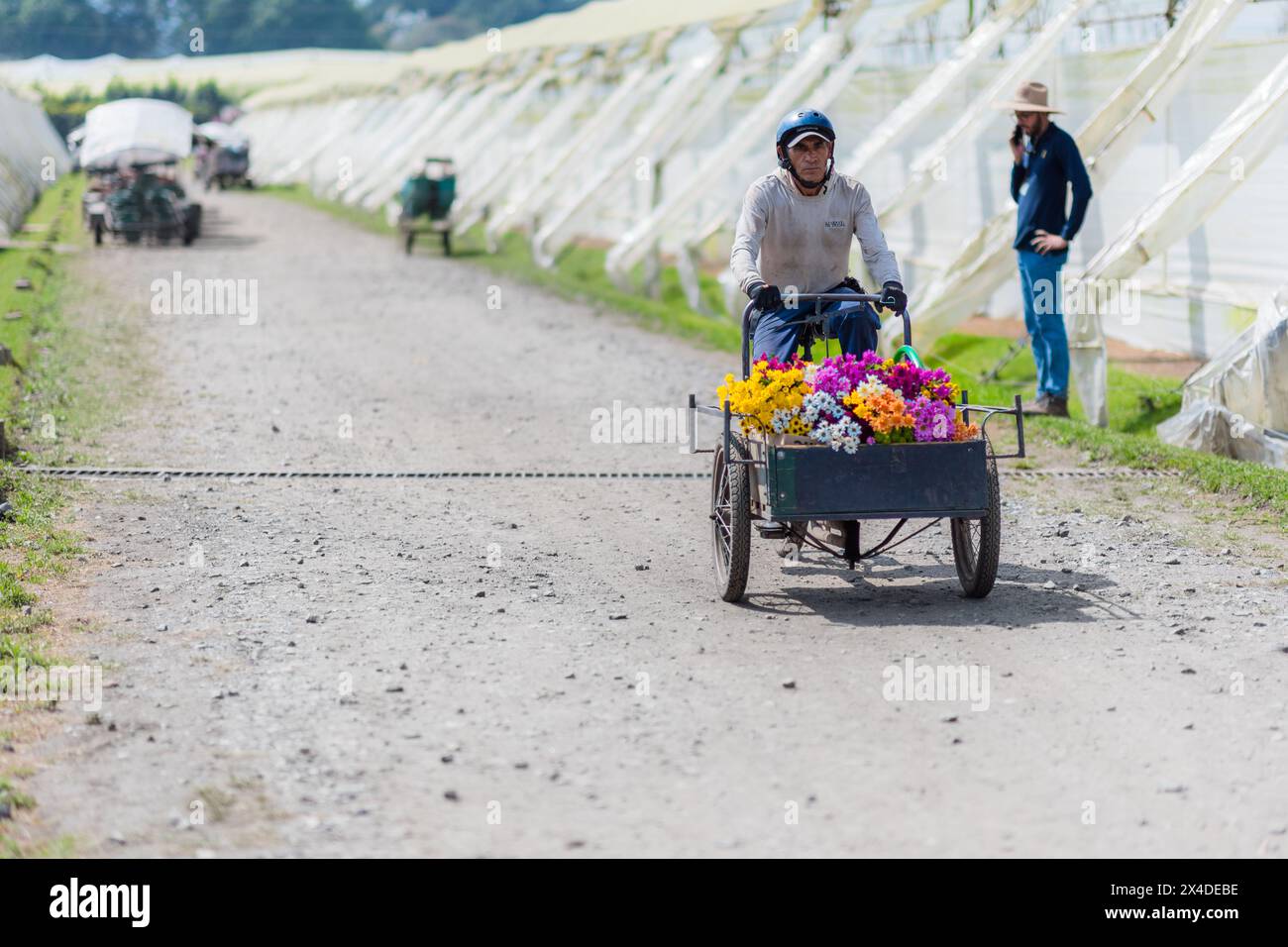 A Colombian farm worker rides a cargo bicycle loaded with bouquets of flowers at a cut flower farm in Rionegro, Colombia, on March 15, 2024. Stock Photo