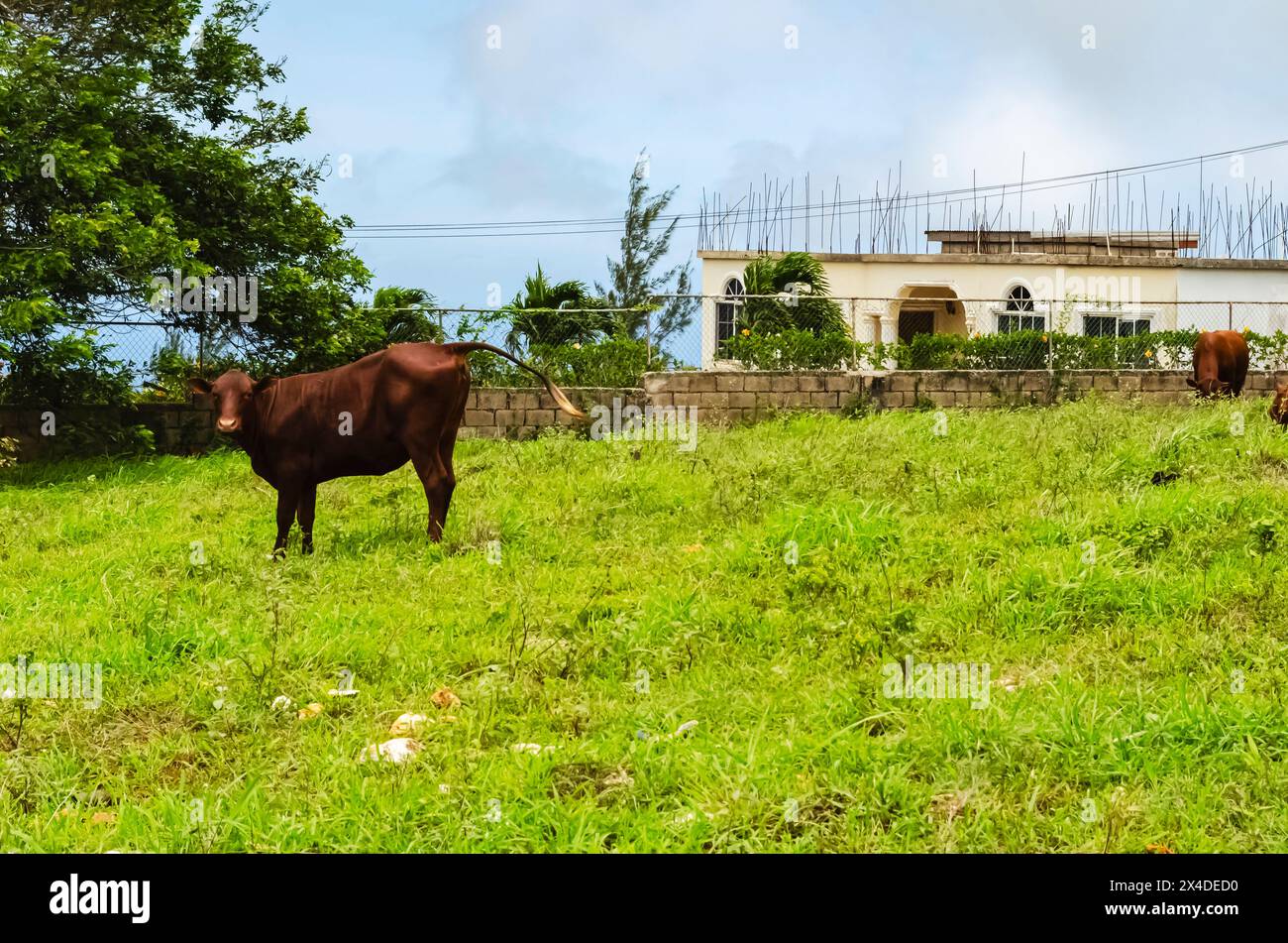 An Isolated Cattle In A Pasture Stock Photo