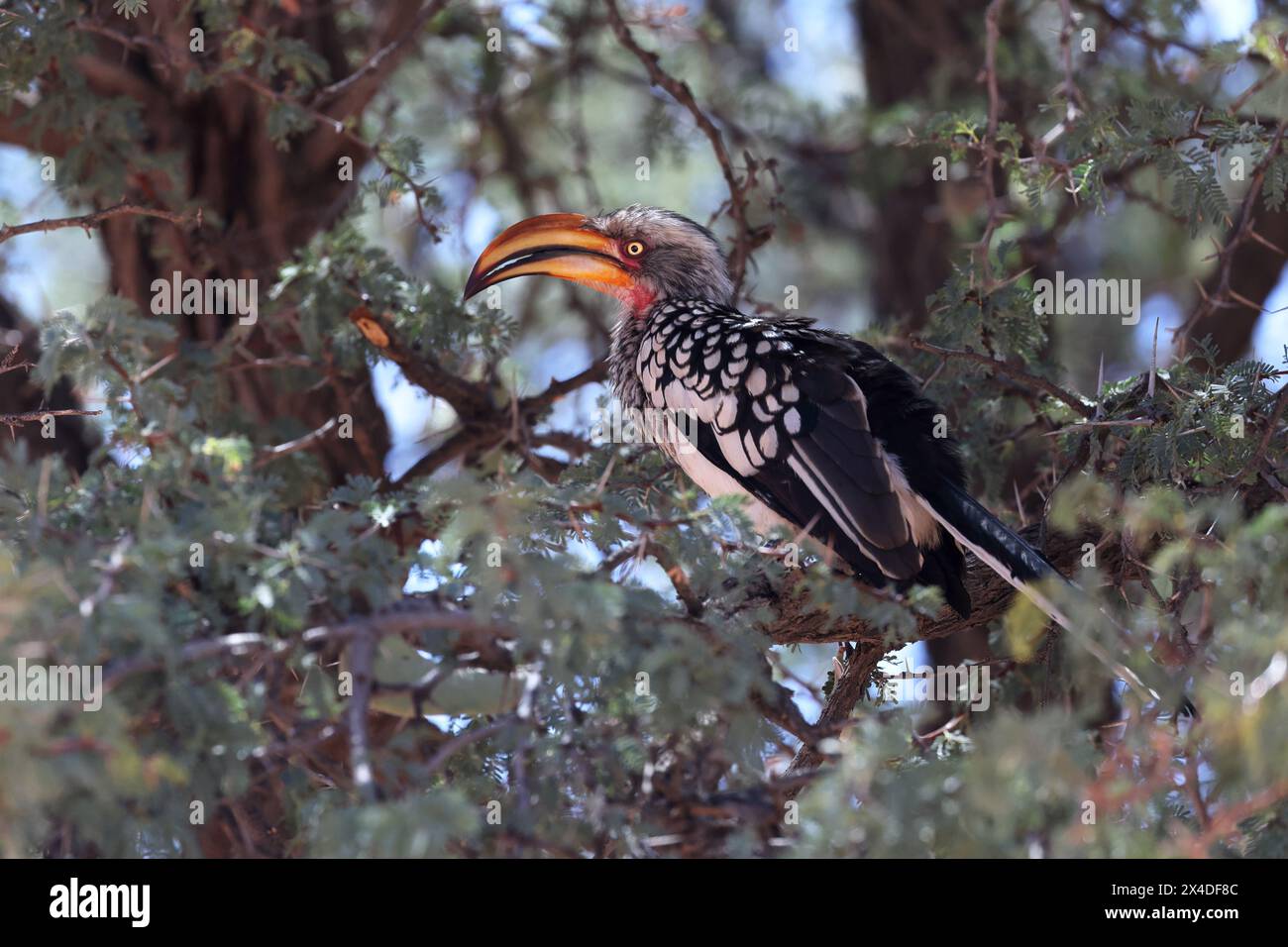 hornbill-habitat-conservation-hi-res-stock-photography-and-images-alamy