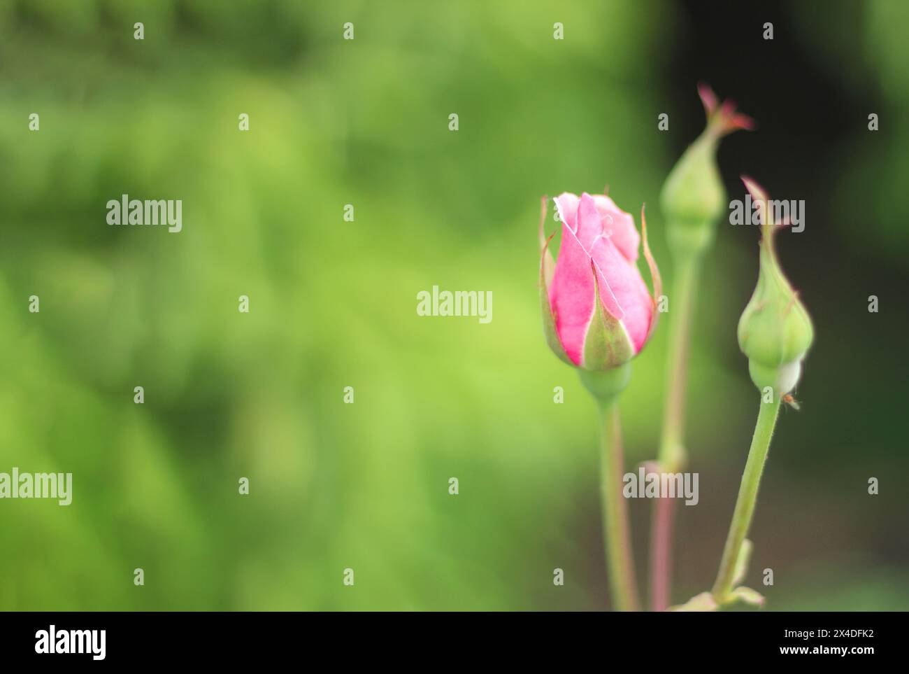 Pink rose bud in garden. Selective focus on pink rose flower with space for text. Stock Photo