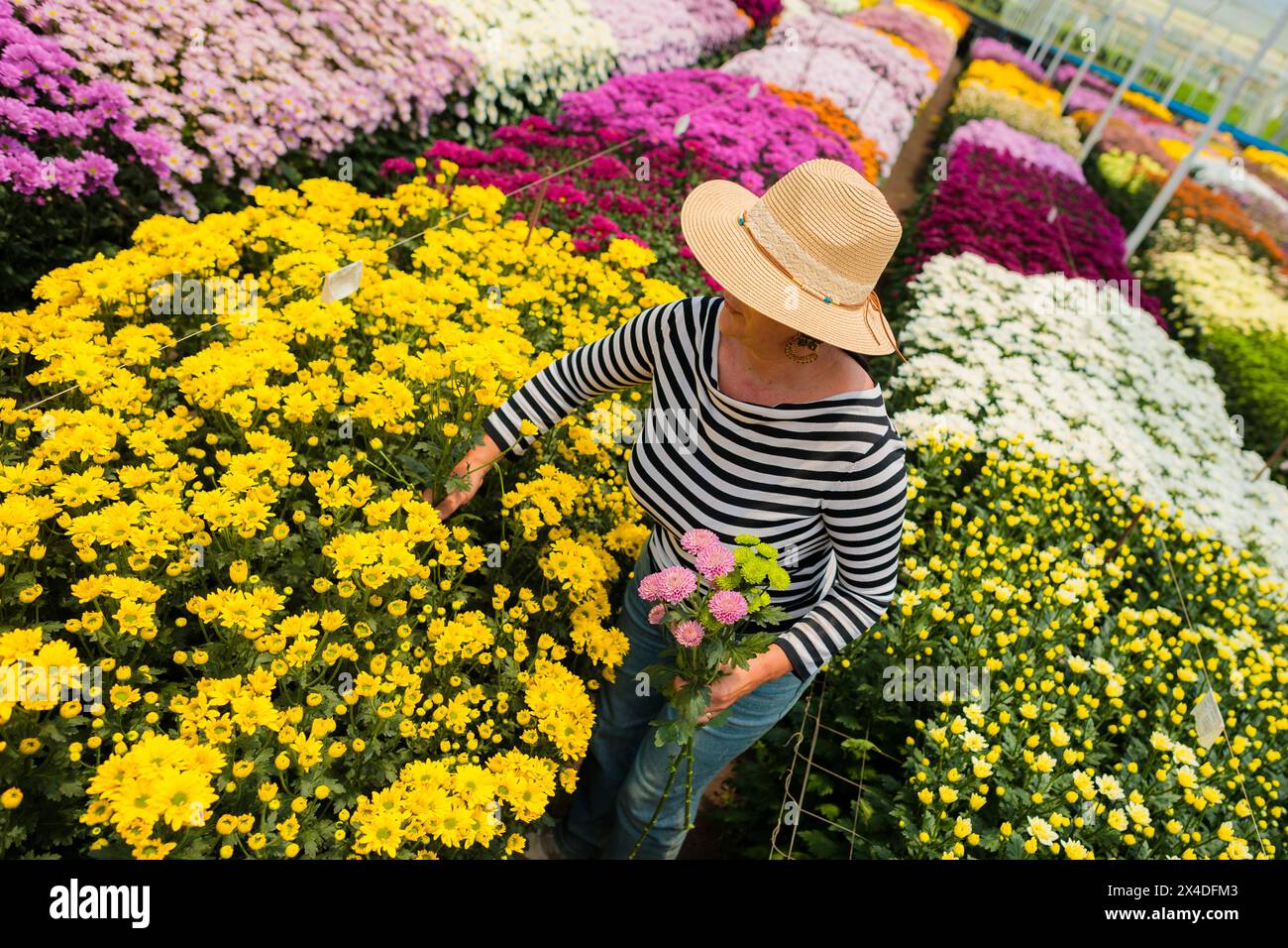 A Colombian woman picks up chrysanthemums to create an arranged flower bouquet at a cut flower farm in Rionegro, Colombia, on March 15, 2024. Stock Photo