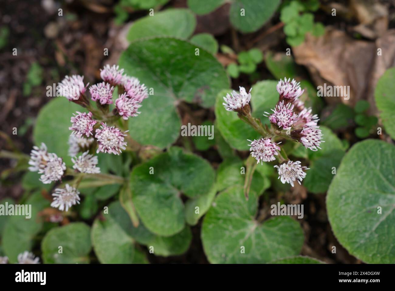 Petasites pyrenaicus in bloom Stock Photo