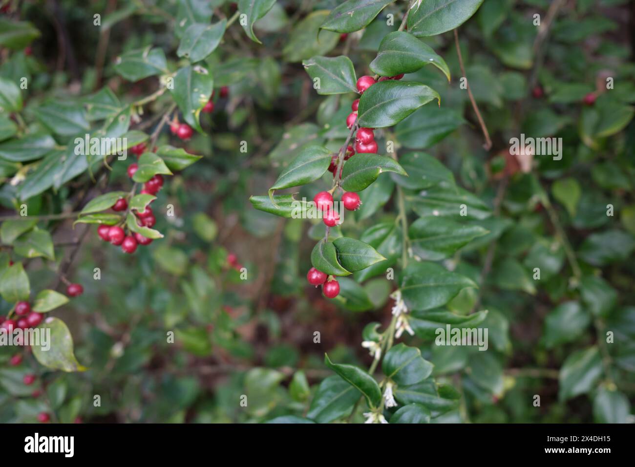 Sarcococca ruscifolia branch close up Stock Photo